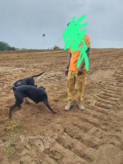 Terrain 500 m² avec titre foncier — Flash Ebimpé